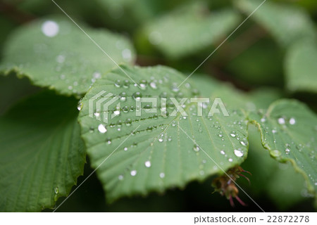 雨落在樹葉上 22872278