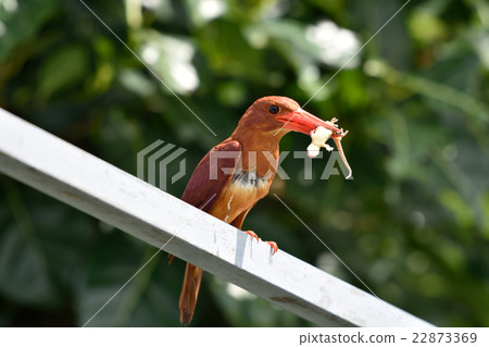 Akashoubin capturing the gecko 22873369