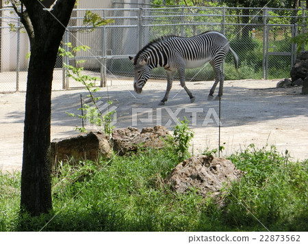 Zebra at Ishikawa Zoo 22873562