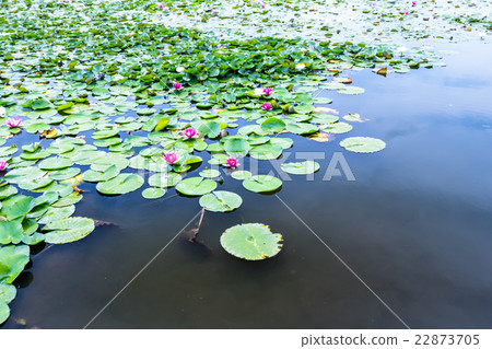 Nankuma自然公園池塘的荷花 22873705