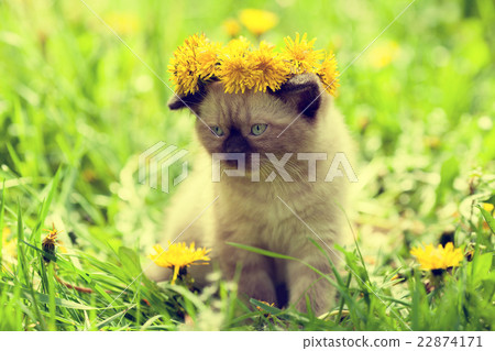 Little kitten crowned dandelion chaplet 22874171