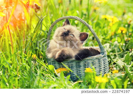Little kitten sitting in a basket on the grass Little kitten sitting in a basket on the grass 22874197