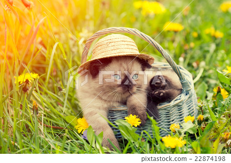 Little kitten wearing straw hat on the grass 22874198