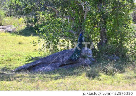 優雅的孔雀在雅拉國家公園的樹蔭下 22875330
