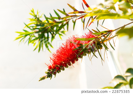 Brassino tree Brassino tree 22875385