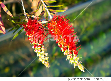 Brassino tree 22875386