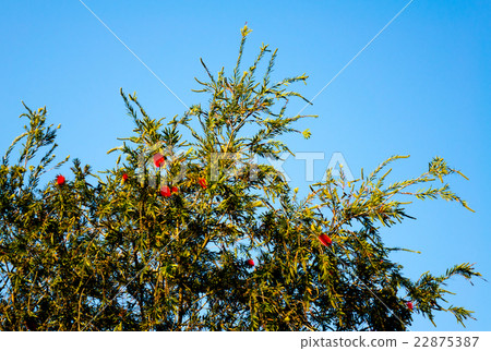 Brassino tree Brassino tree 22875387