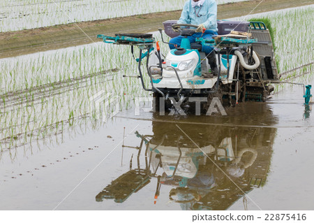 水稻種植 水稻種植 22875416