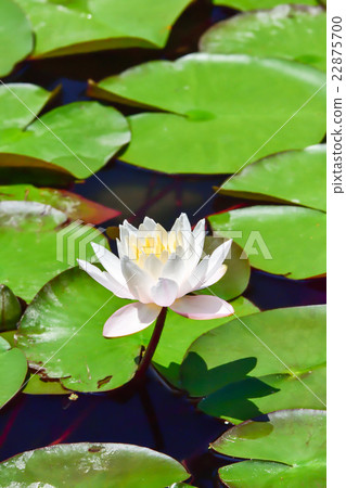 Water lily Water lily 22875700