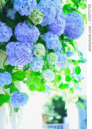 hydrangea hydrangea 22875759