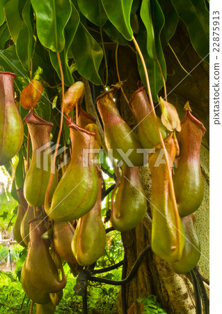 Nepenthes Alata, a carnivorous Plant 22875913