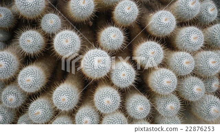 Cactus crown Cactus crown 22876253