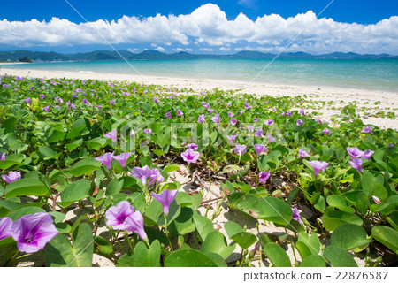 Beach of Okinawa · Gumba Hirugao Beach of Okinawa · Gumba Hirugao 22876587