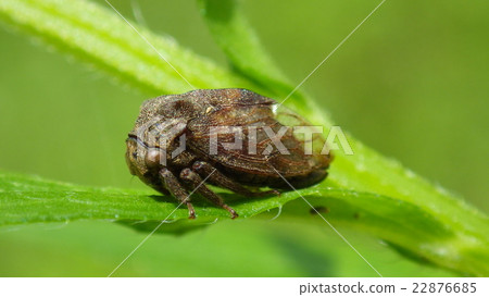 Tsunzomi Tsunzomi 22876685