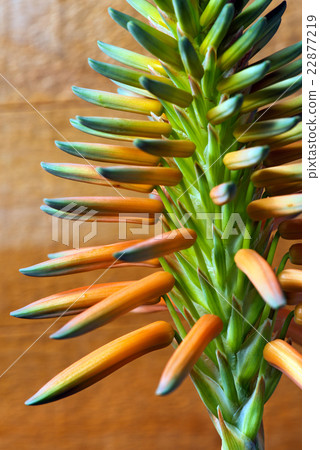 Aloe Vera Flower - Macro Photo Aloe Vera Flower - Macro Photo 22877219