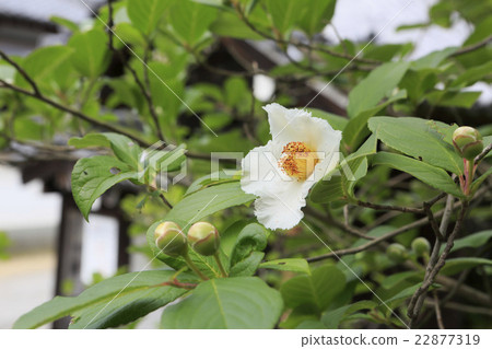 椿白 椿白 22877319