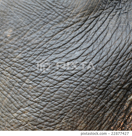 elephant skin 22877427