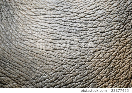 elephant skin 22877433