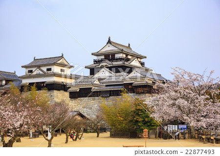 春天愛媛縣松山市的松山城 照片素材 圖片 圖庫