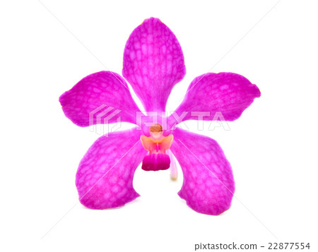 beautiful blooming orchid 22877554