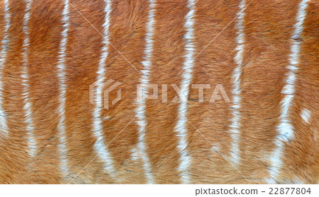 textured of nyala fur 22877804