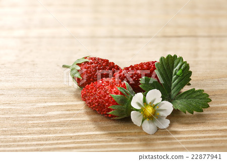 Alpine strawberry (Fragaria vesca) Alpine strawberry (Fragaria vesca) 22877941