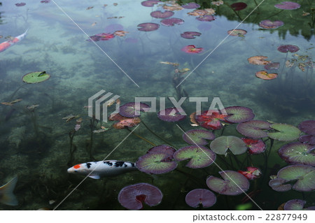 Pond of Monke no pond Monet 22877949