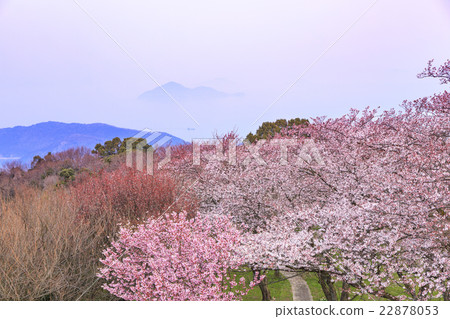 Shiun雲山香川縣岐阜市Shikama町的櫻花 22878053