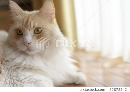 Lying cat Lying cat 22878242