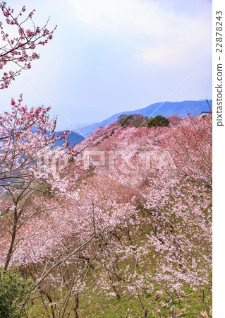 Eight hundred thousand gods cherry blossoms in Mt. Tokushima ken Mima-shi Eight hundred thousand gods cherry blossoms in Mt. Tokushima ken Mima-shi 22878243