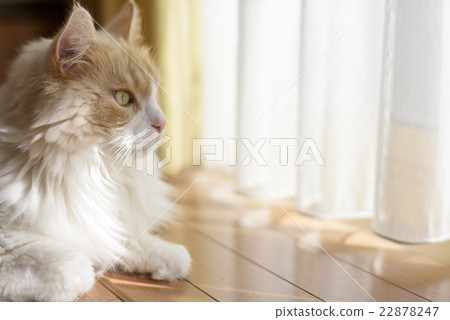 A staring cat's profile A staring cat's profile 22878247