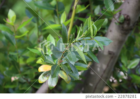 Laurel Laurel 22878281