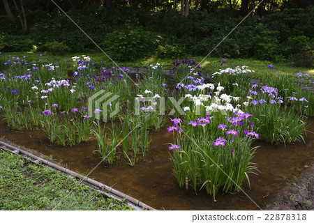 Scenery of Awakami Scenery of Awakami 22878318