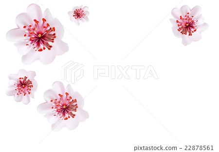 Pink cherry blossom sakura flowers Japanese style Pink cherry blossom sakura flowers Japanese style 22878561