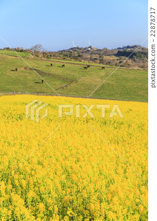 Awagi花和油菜花兵庫縣淡路市 Awagi花和油菜花兵庫縣淡路市 22878717