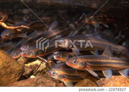 Ugii spawning group Ugii spawning group 22878927