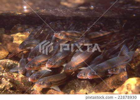 Ugii spawning group 22878930