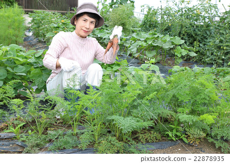 Household vegetable ginseng Harvest 2 pcs left 22878935