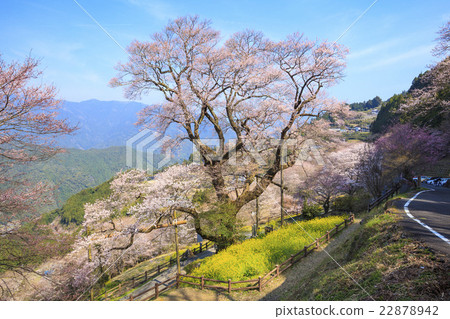 高知櫻花和強姦開花Niteodogawa cho,高知縣 高知櫻花和強姦開花Niteodogawa cho,高知縣 22878942