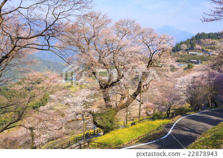 高知櫻花和強姦開花Niteodogawa cho,高知縣 高知櫻花和強姦開花Niteodogawa cho,高知縣 22878943