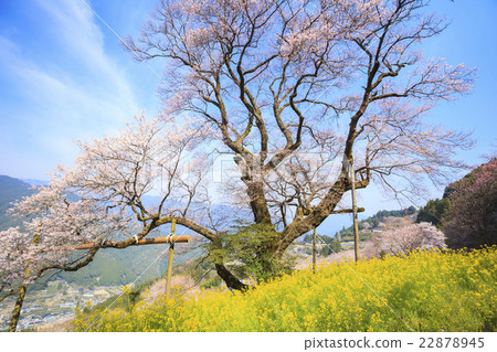 Gourd cherry tree and rape blossoms Niteodogawa cho, Kochi prefecture Gourd cherry tree and rape blossoms Niteodogawa cho, Kochi prefecture 22878945