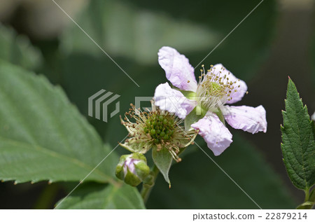 Blackberry flowers (June) 22879214