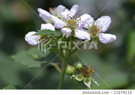 黑莓花（六月） 22879218