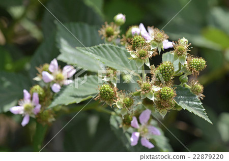 越來越多的黑莓果實（六月） 22879220