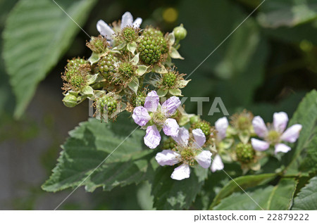 Blackberry flowers and fruit (June) Blackberry flowers and fruit (June) 22879222
