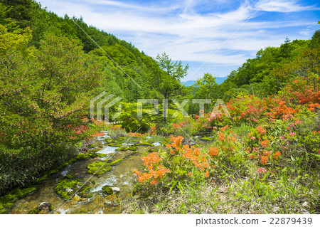 Rennetzuji盛開的Chad Bomigokke公園 Rennetzuji盛開的Chad Bomigokke公園 22879439