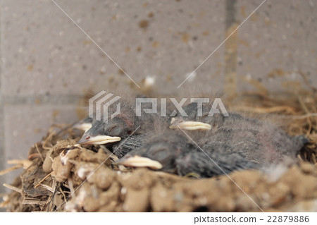Swallow's chick Swallow's chick 22879886