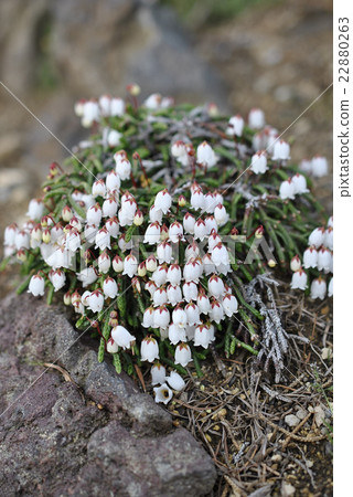 CASSIOPE lycopodioides CASSIOPE lycopodioides 22880263