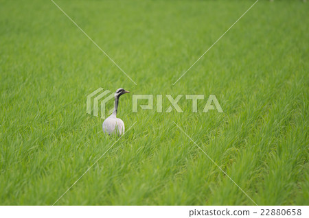 A stray anehazuru came! 22880658