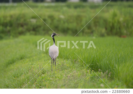 初夏,一隻流浪狗被日本Anehazuru阻止 初夏,一隻流浪狗被日本Anehazuru阻止 22880660